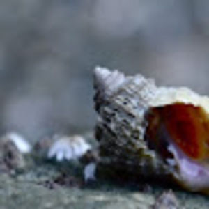 Meet your Posher, Bethany